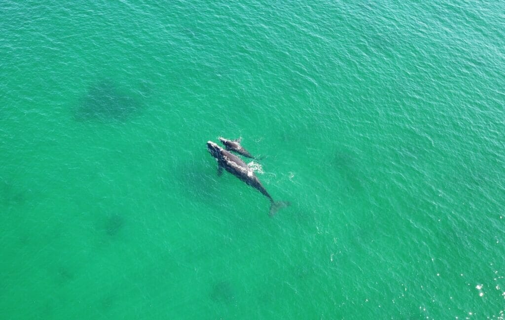 Mother and calf humpback whales in King George Sound